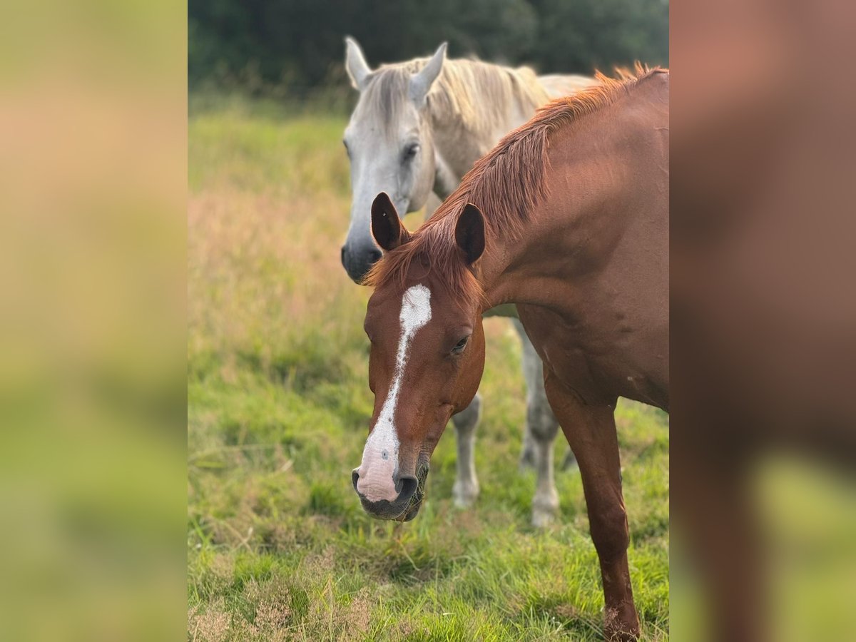 Hanovrien Hongre 14 Ans in Ottersberg