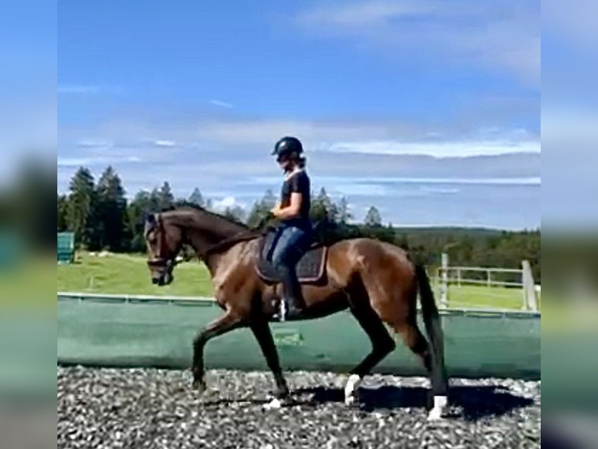 Hanovrien Hongre 15 Ans 172 cm Bai in Buchheim