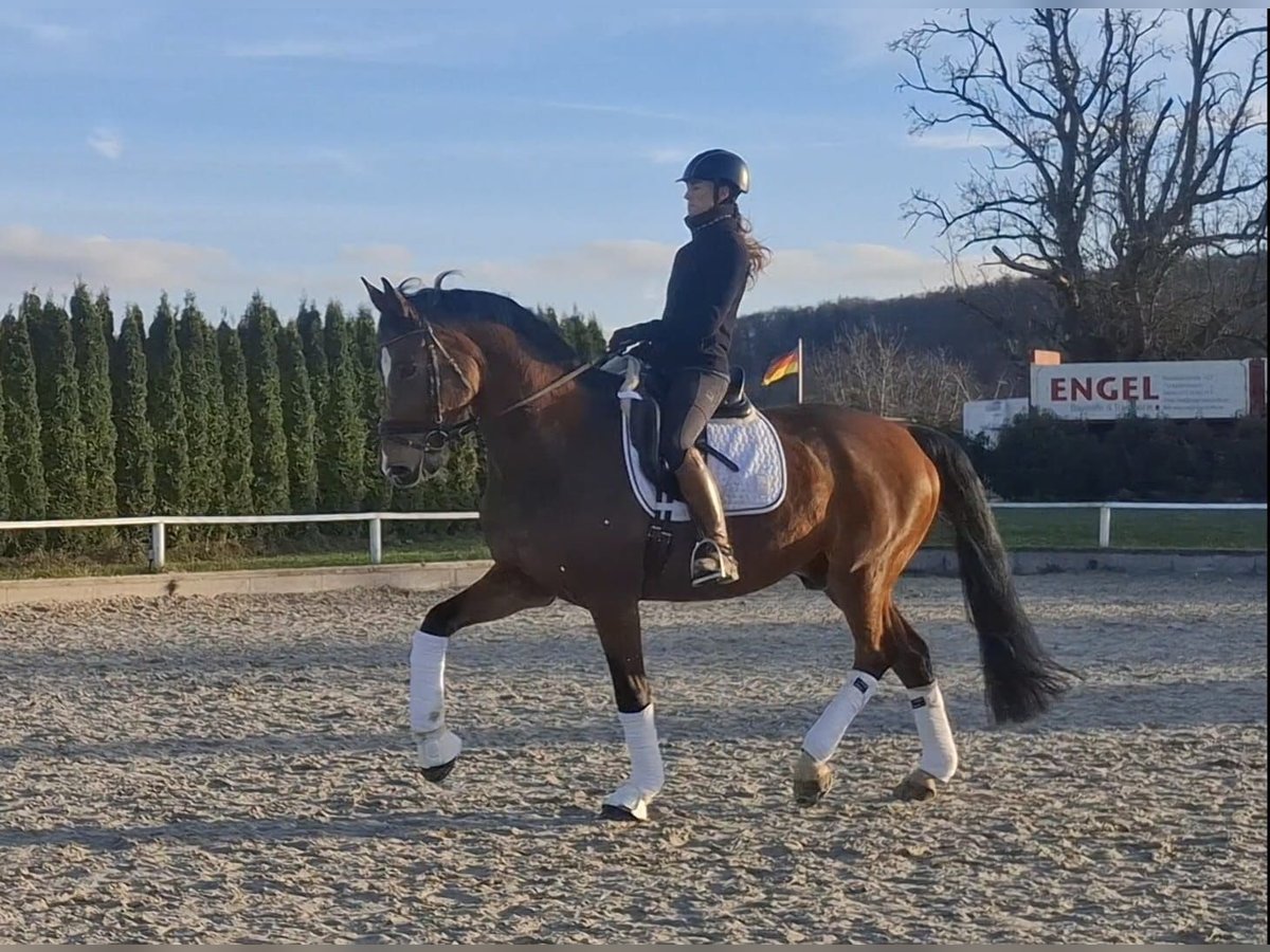 Hanovrien Hongre 16 Ans 174 cm Bai in Renningen