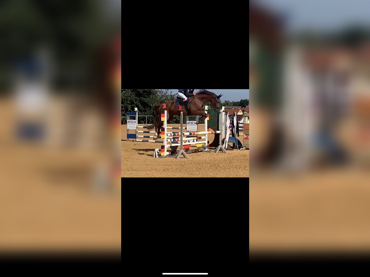 Hanovrien Hongre 16 Ans 175 cm Alezan brûlé in Wahlitz