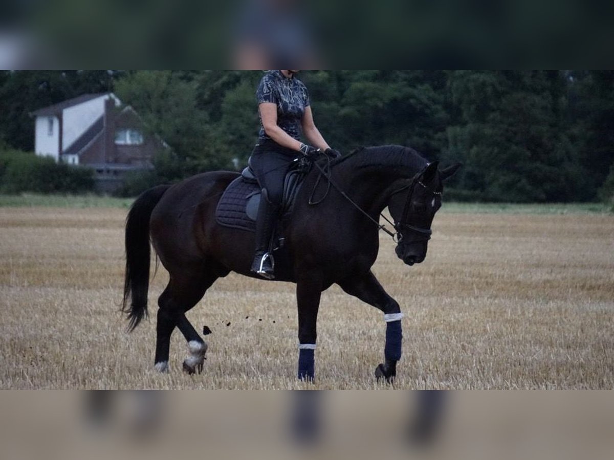 Hanovrien Hongre 19 Ans 174 cm Noir in Stuhr