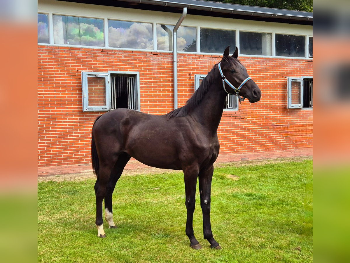 Hanovrien Hongre 1 Année 168 cm Noir in Drentwede