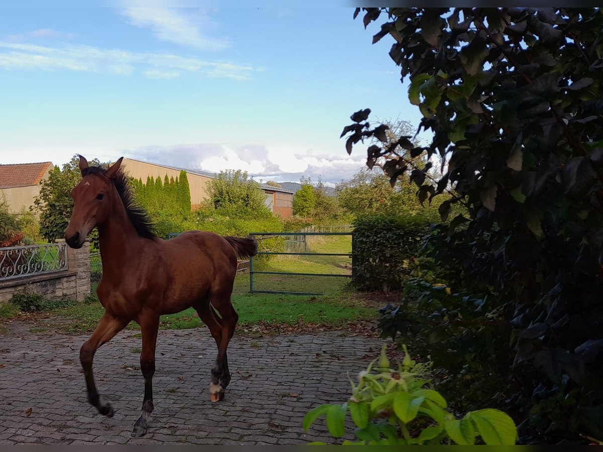 Hanovrien Hongre 1 Année 170 cm Bai in Rinteln