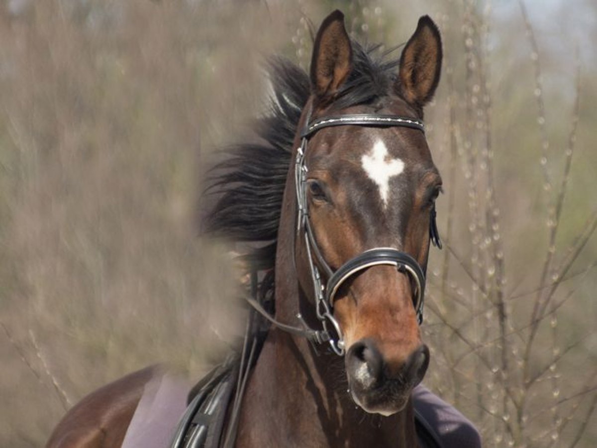 Hanovrien Hongre 20 Ans 170 cm Bai in Bad Feilnbach