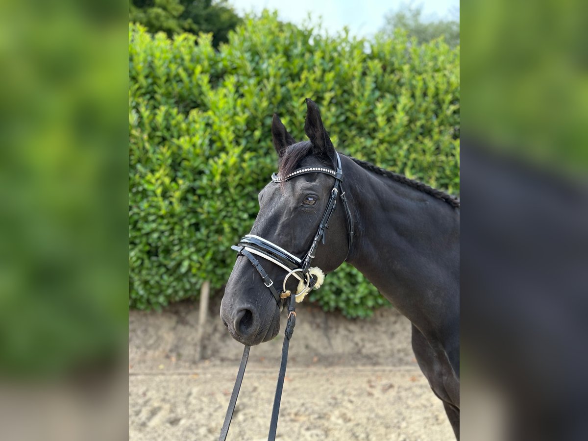 Hanovrien Hongre 21 Ans 167 cm Noir in Fr&#xF6;ndenberg