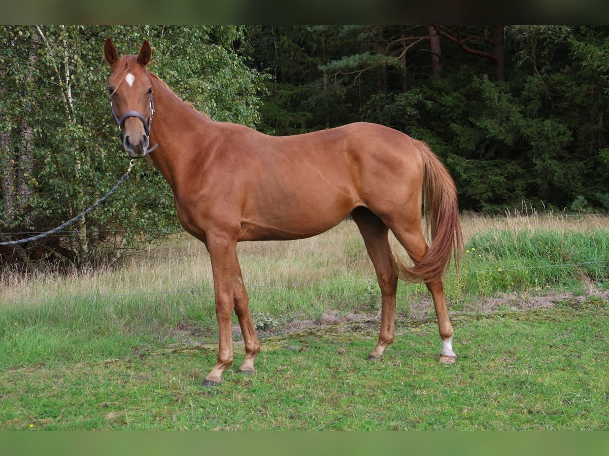 Hanovrien Hongre 2 Ans 160 cm Alezan in Munster