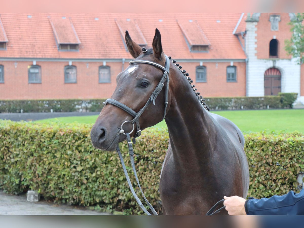 Hanovrien Hongre 2 Ans 165 cm Bai brun in Celle