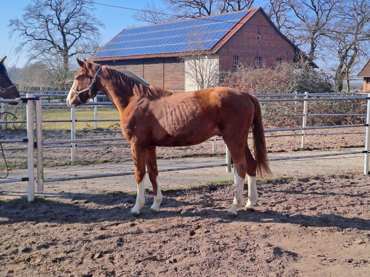 Hanovrien Hongre 2 Ans 168 cm Alezan in Rethem