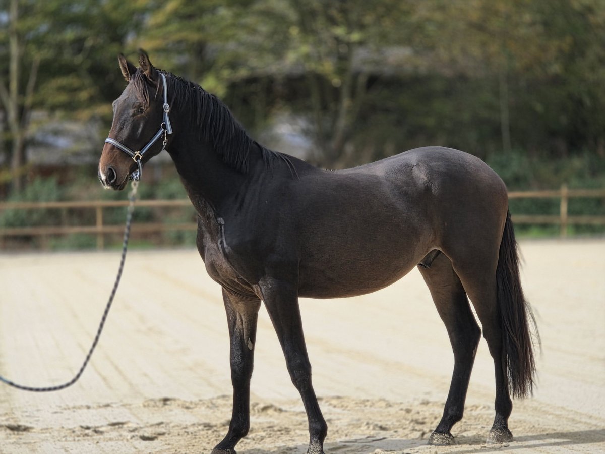 Hanovrien Hongre 2 Ans 170 cm Bai in Neuss Hanovrien Hongre 2 Ans 170 cm Bai in Neuss