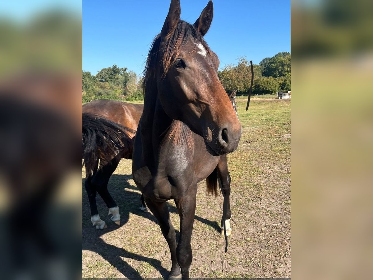Hanovrien Hongre 2 Ans 172 cm Bai brun in M&#xFC;hlenberge