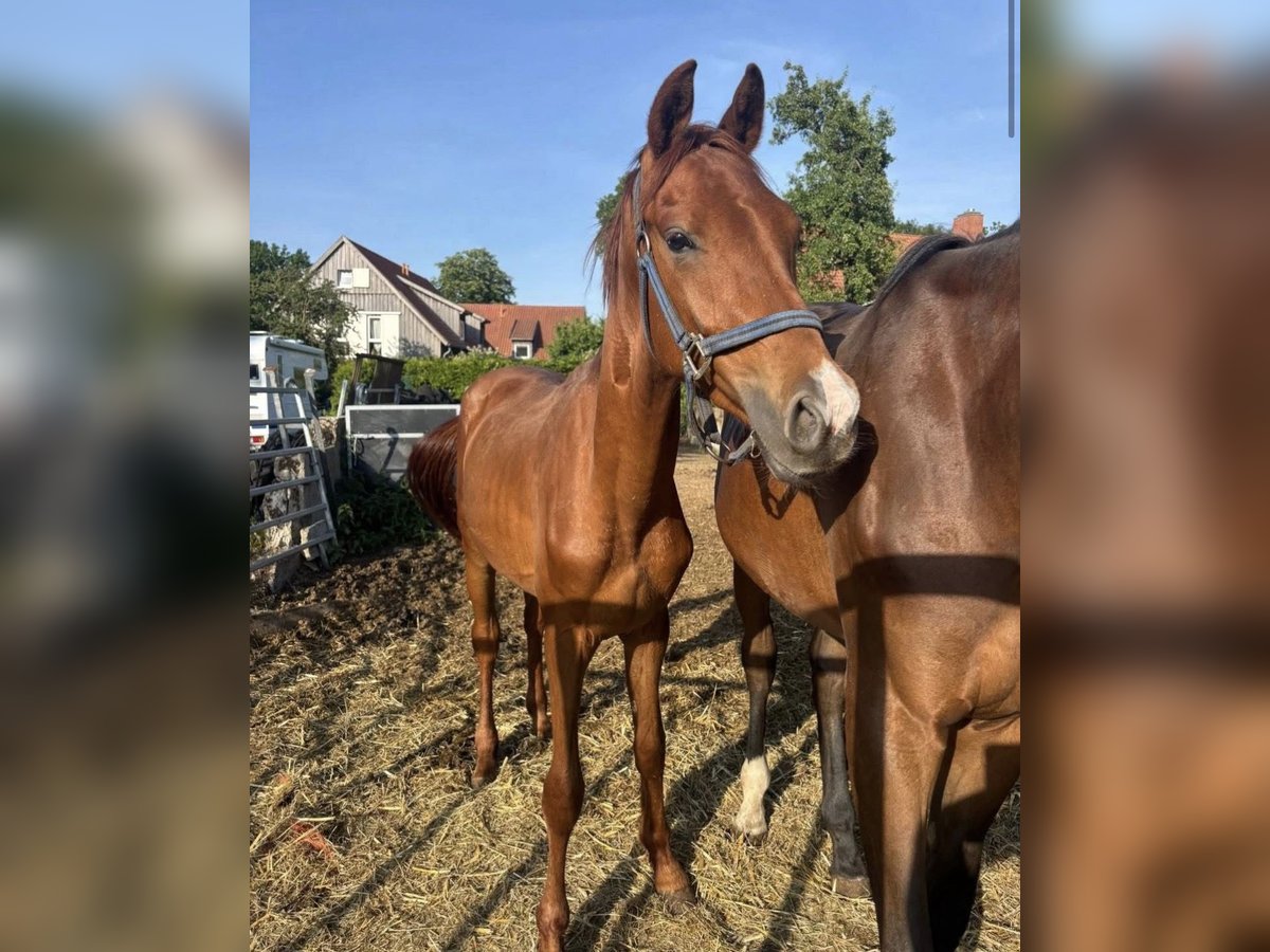 Hanovrien Hongre 2 Ans Alezan in Wunstorf