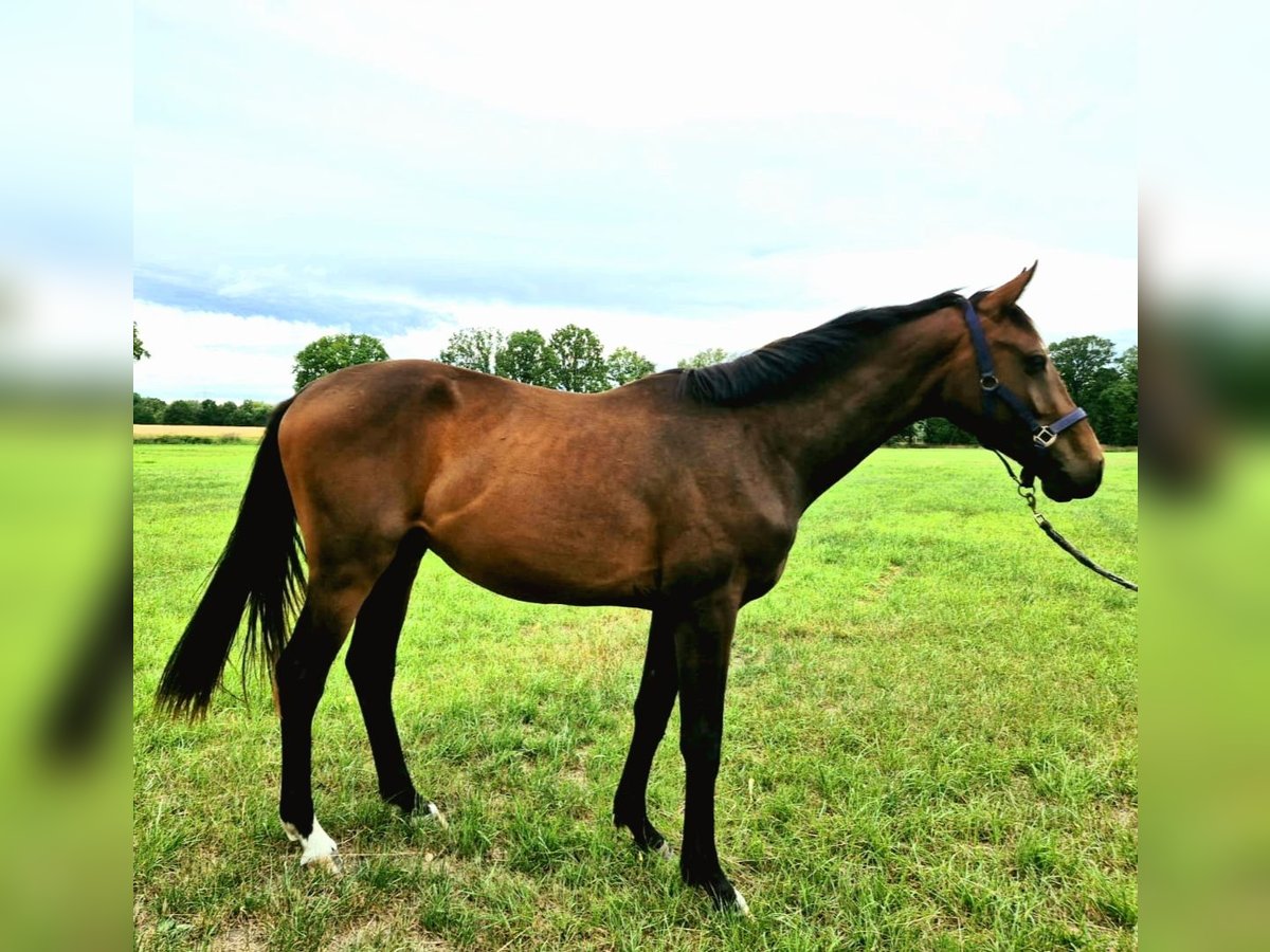 Hanovrien Hongre 2 Ans Bai brun in Edemissen