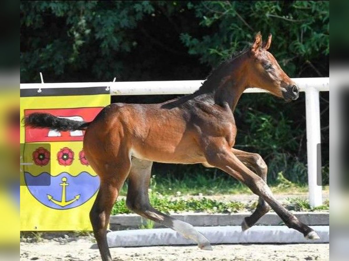 Hanovrien Hongre 2 Ans in Wetschen