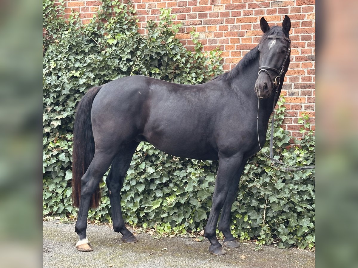 Hanovrien Hongre 3 Ans 162 cm Noir in Edemissen
