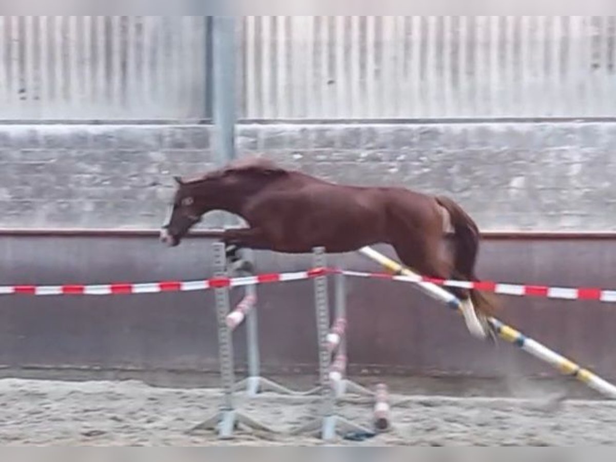 Hanovrien Hongre 3 Ans 165 cm Alezan in Regesbostel