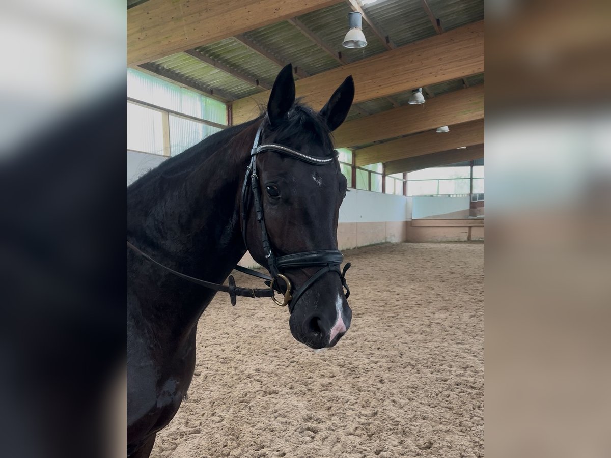 Hanovrien Hongre 3 Ans 165 cm Bai brun in Berne