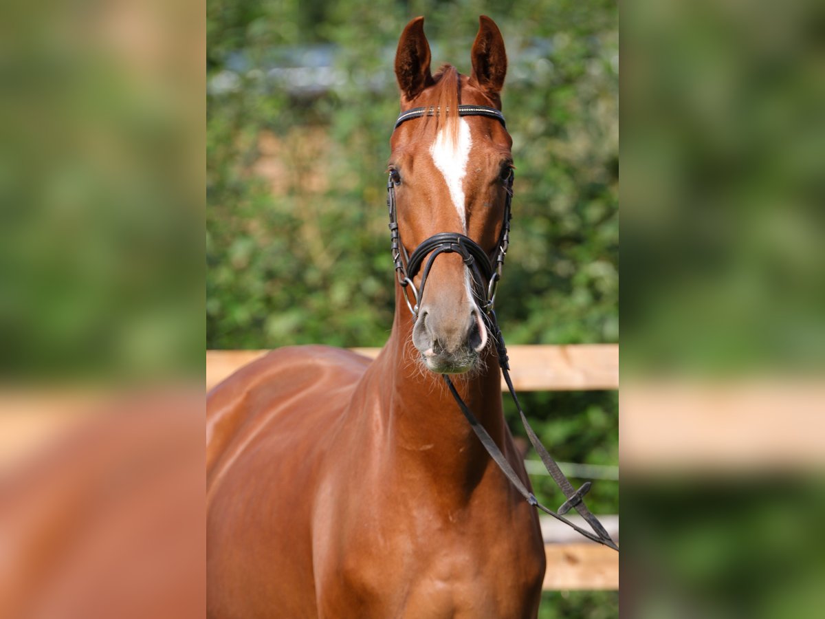 Hanovrien Hongre 3 Ans 166 cm Alezan in Rickling