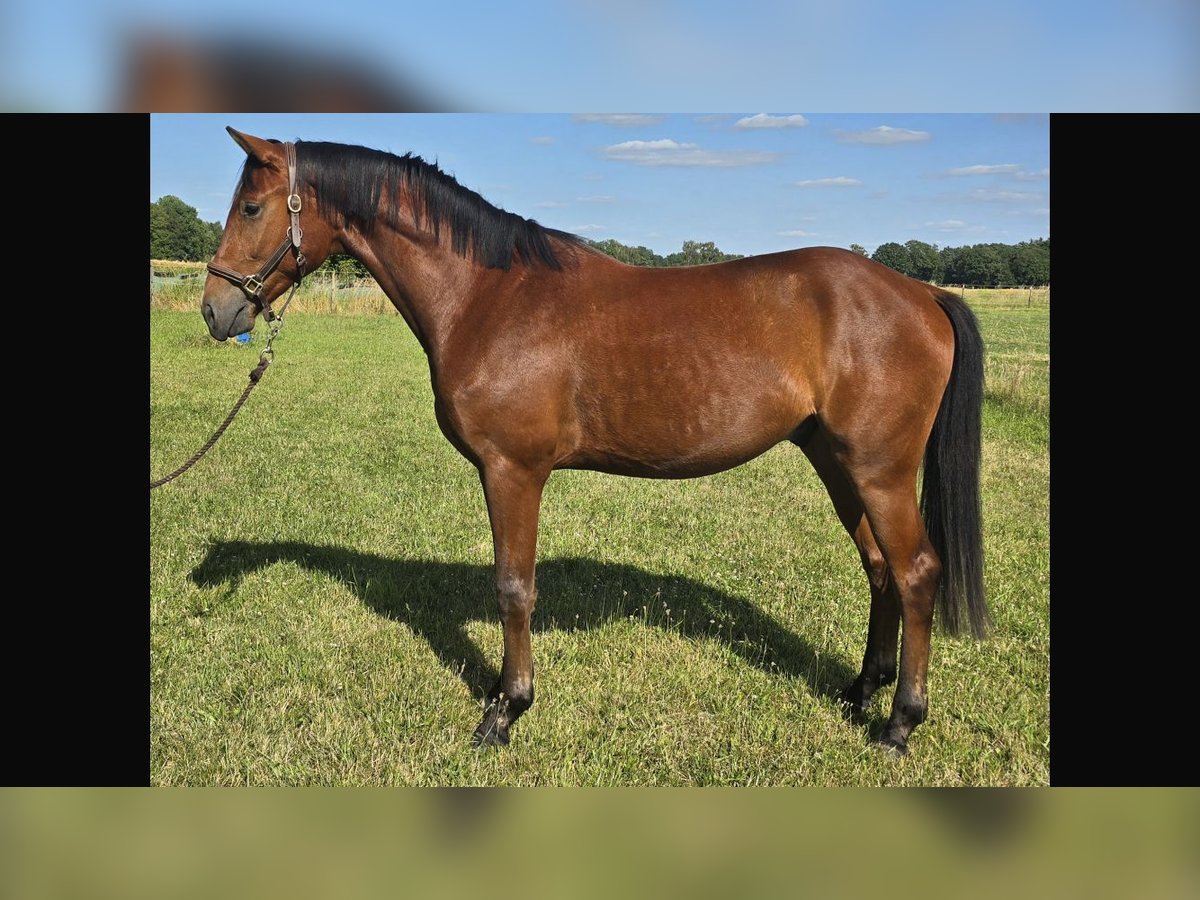 Hanovrien Hongre 3 Ans 167 cm Bai in Edemissen
