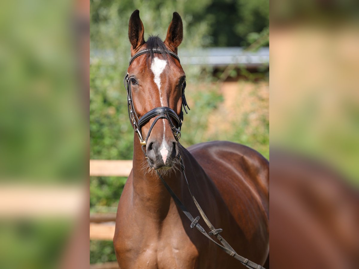 Hanovrien Hongre 3 Ans 168 cm Bai in Rickling