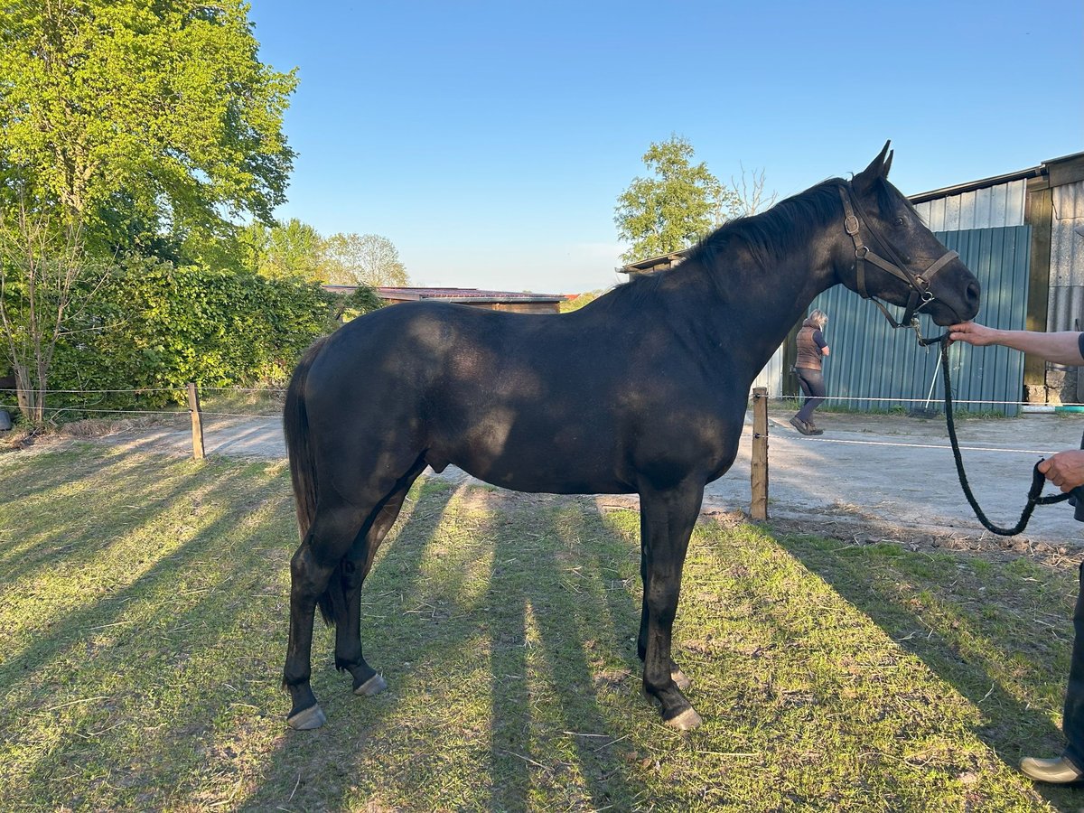 Hanovrien Hongre 3 Ans 168 cm Gris in Esens