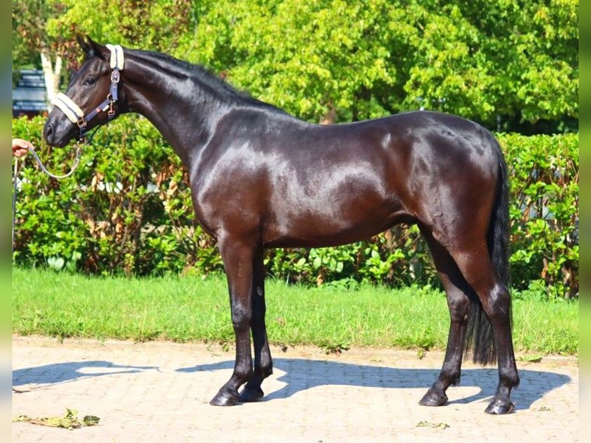 Hanovrien Hongre 3 Ans 168 cm Noir in Selsingen