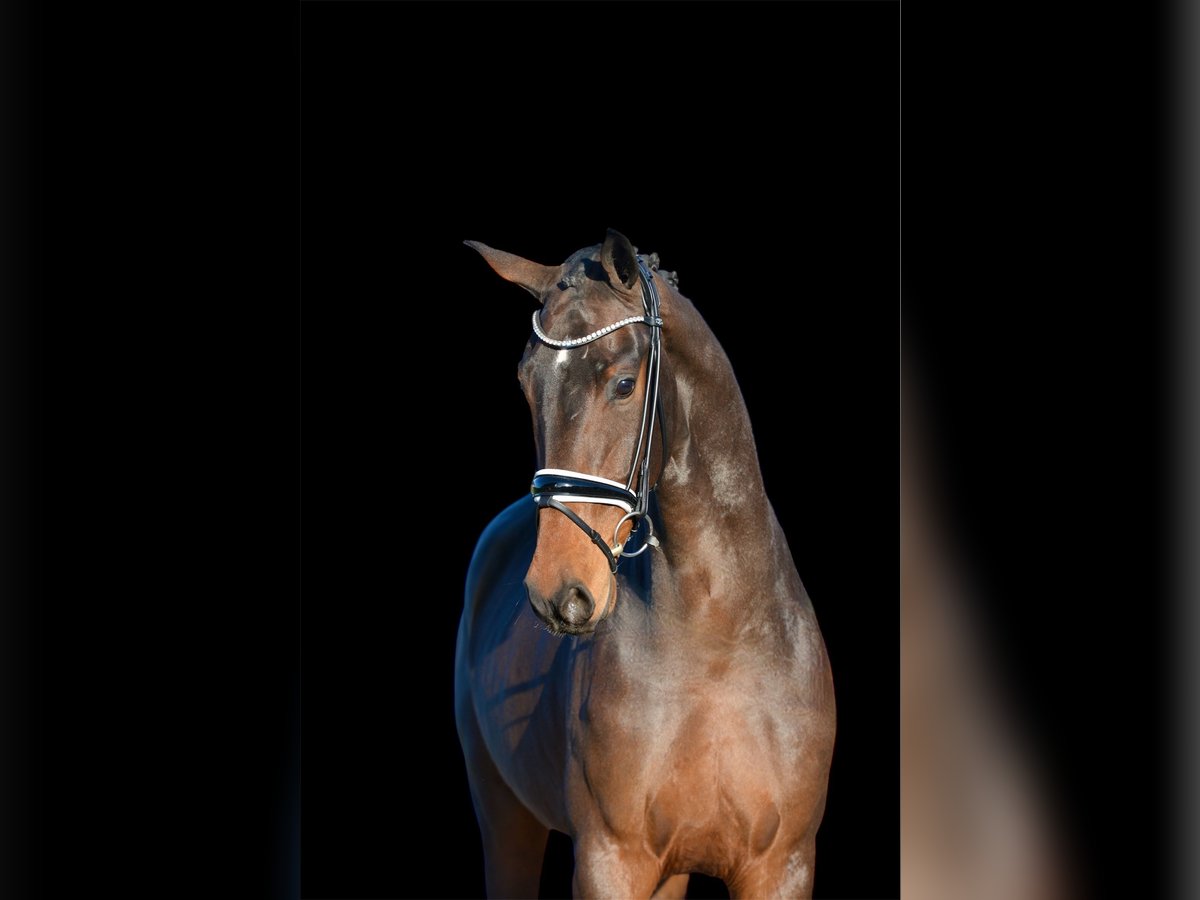 Hanovrien Hongre 3 Ans 170 cm Bai brun in Vechta