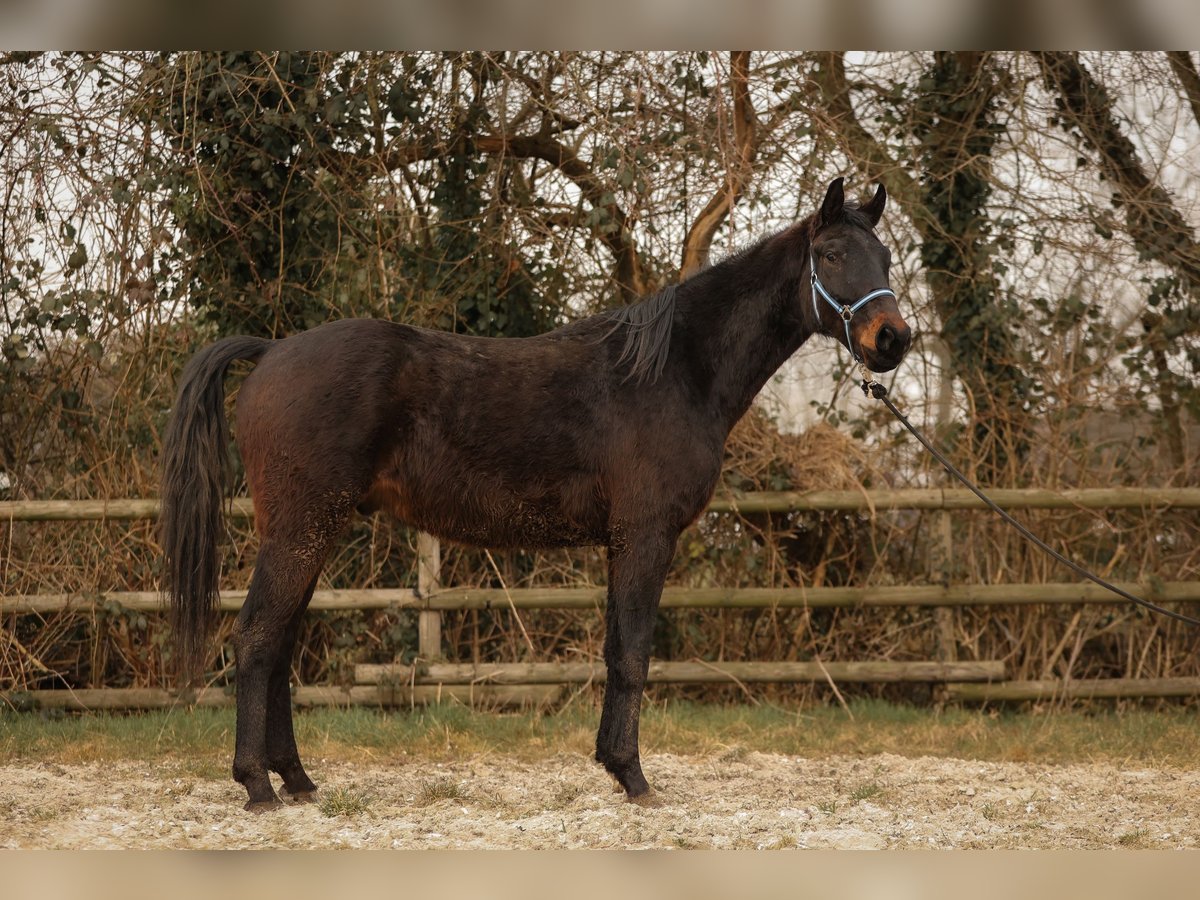 Hanovrien Hongre 3 Ans 170 cm Bai in Moers