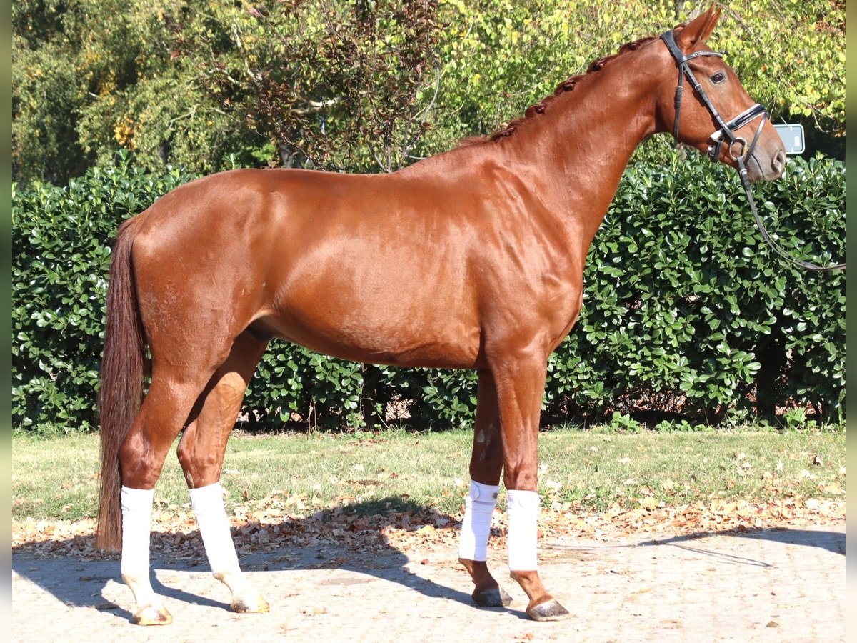 Hanovrien Hongre 3 Ans 172 cm Alezan in Selsingen