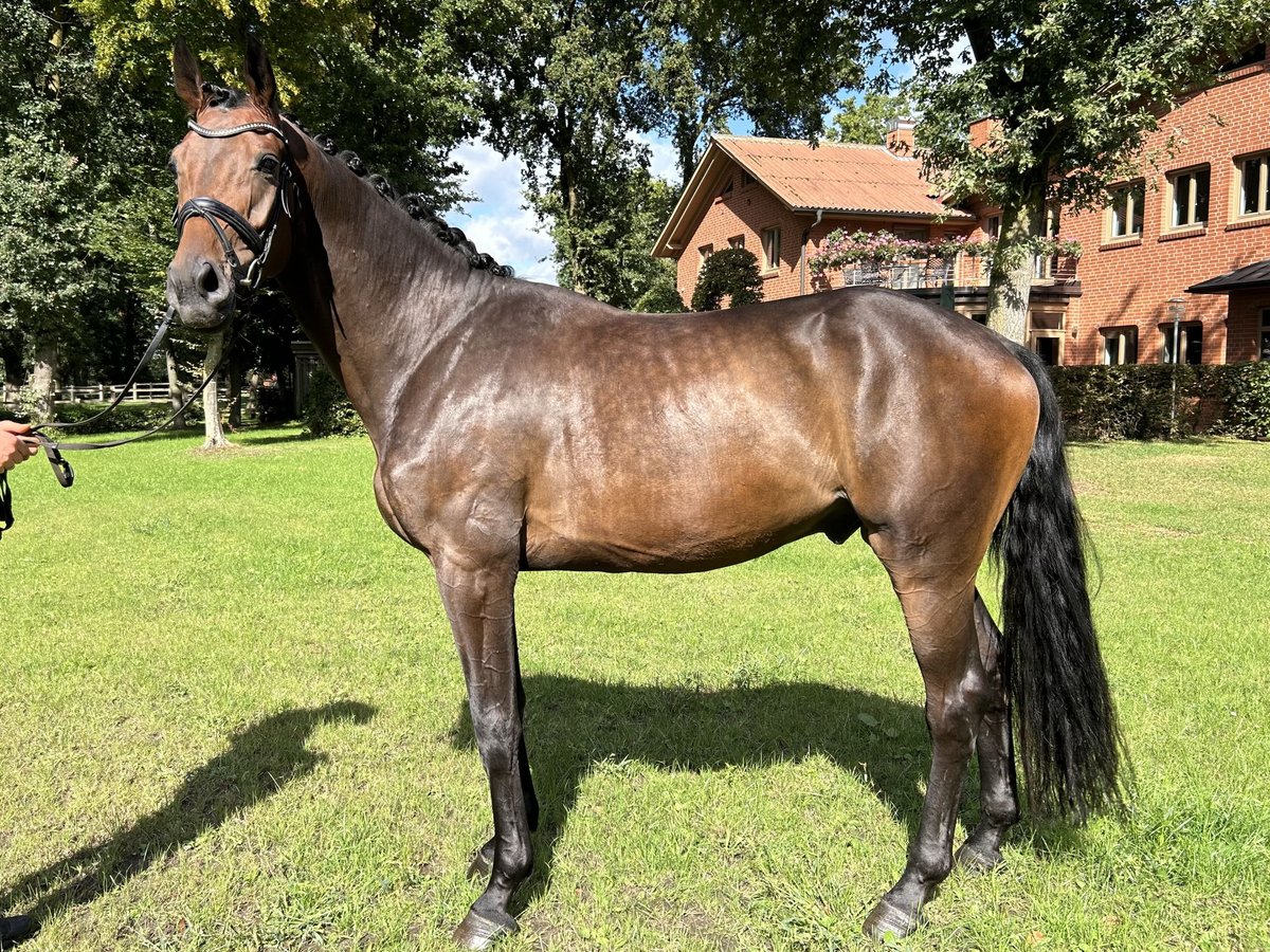 Hanovrien Hongre 3 Ans 172 cm Bai brun in Friesoythe