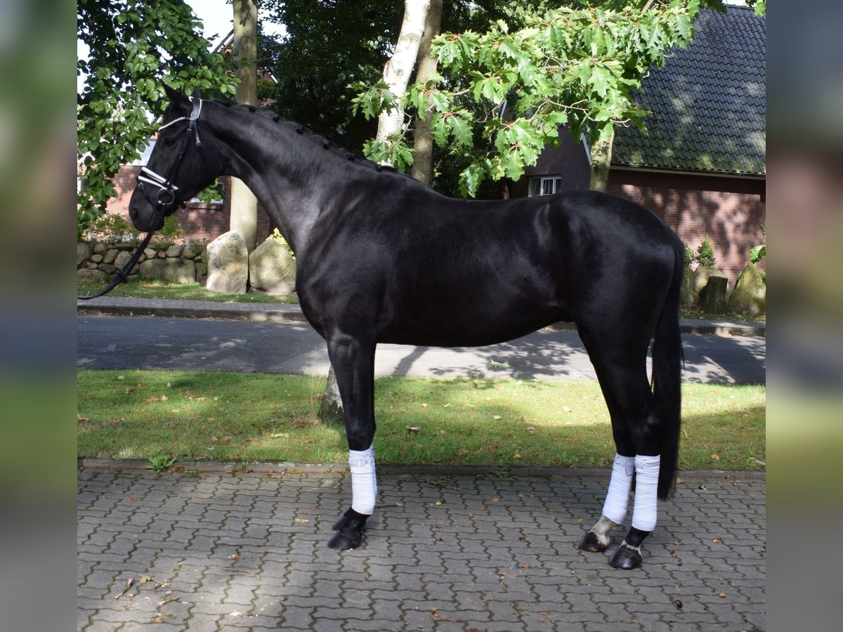 Hanovrien Hongre 3 Ans 172 cm Noir in Fredenbeck