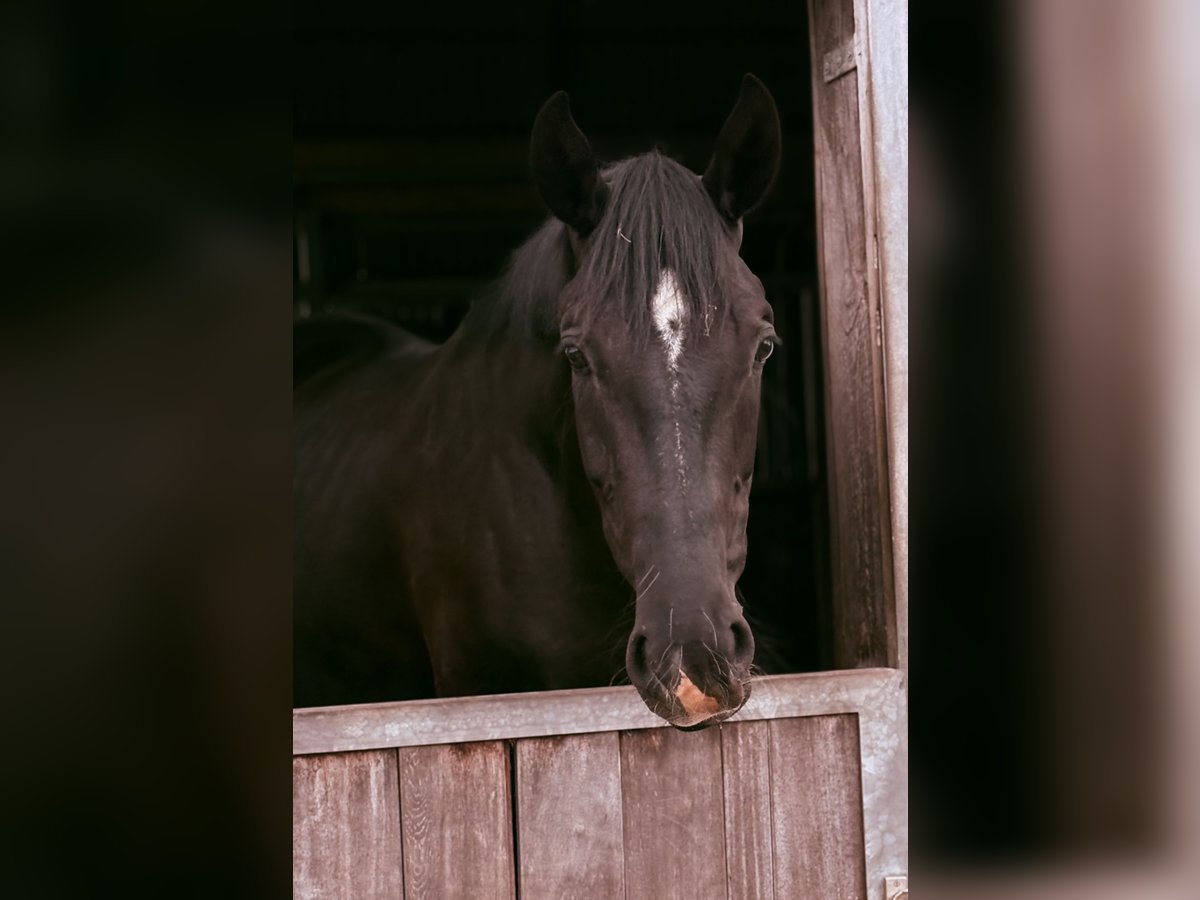 Hanovrien Hongre 3 Ans 172 cm Noir in MittelstenaheMittelstenahe
