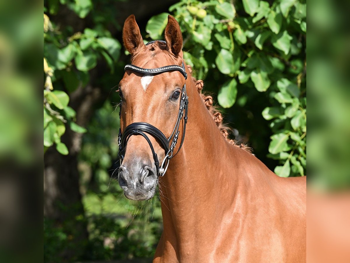 Hanovrien Hongre 3 Ans 173 cm Alezan in Bad Bevensen