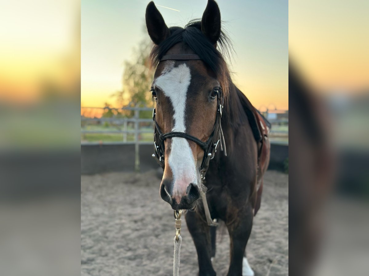Hanovrien Hongre 4 Ans 160 cm in Altdöbern