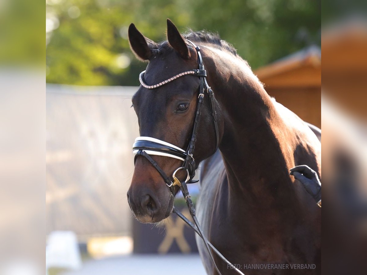 Hanovrien Hongre 4 Ans 162 cm Bai in Verden