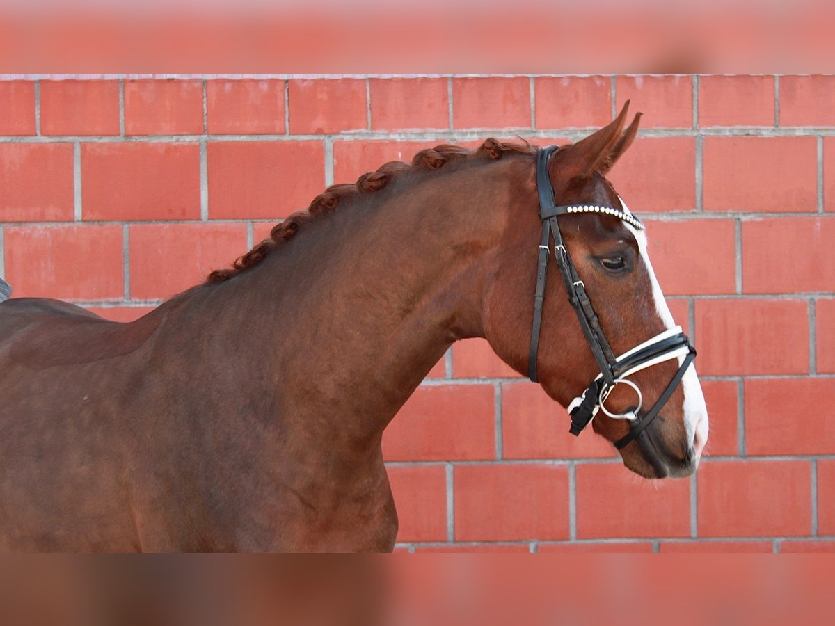 Hanovrien Hongre 4 Ans 163 cm Alezan brûlé in Gleichen
