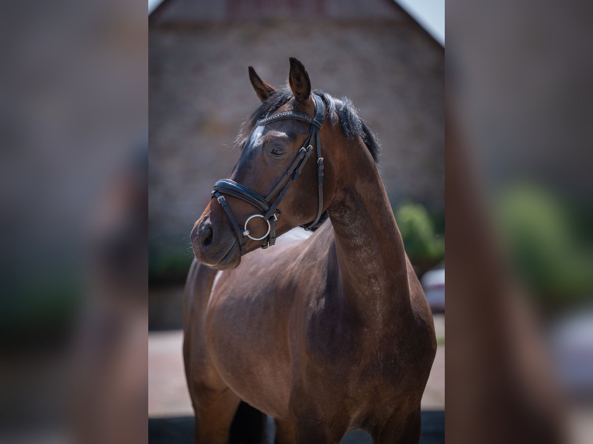 Hanovrien Hongre 4 Ans 164 cm Bai brun in Bramsche