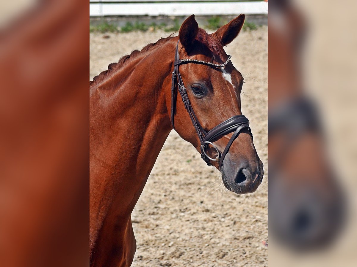 Hanovrien Hongre 4 Ans 165 cm Alezan in Bad Wörishofen