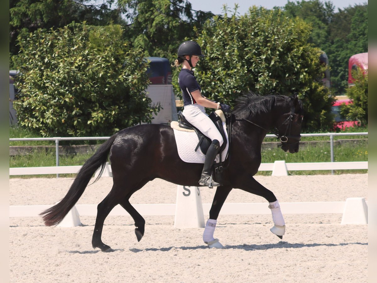 Hanovrien Hongre 4 Ans 165 cm Noir in Standenbühl