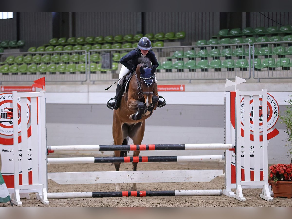 Hanovrien Hongre 4 Ans 166 cm Bai in Bargstedt