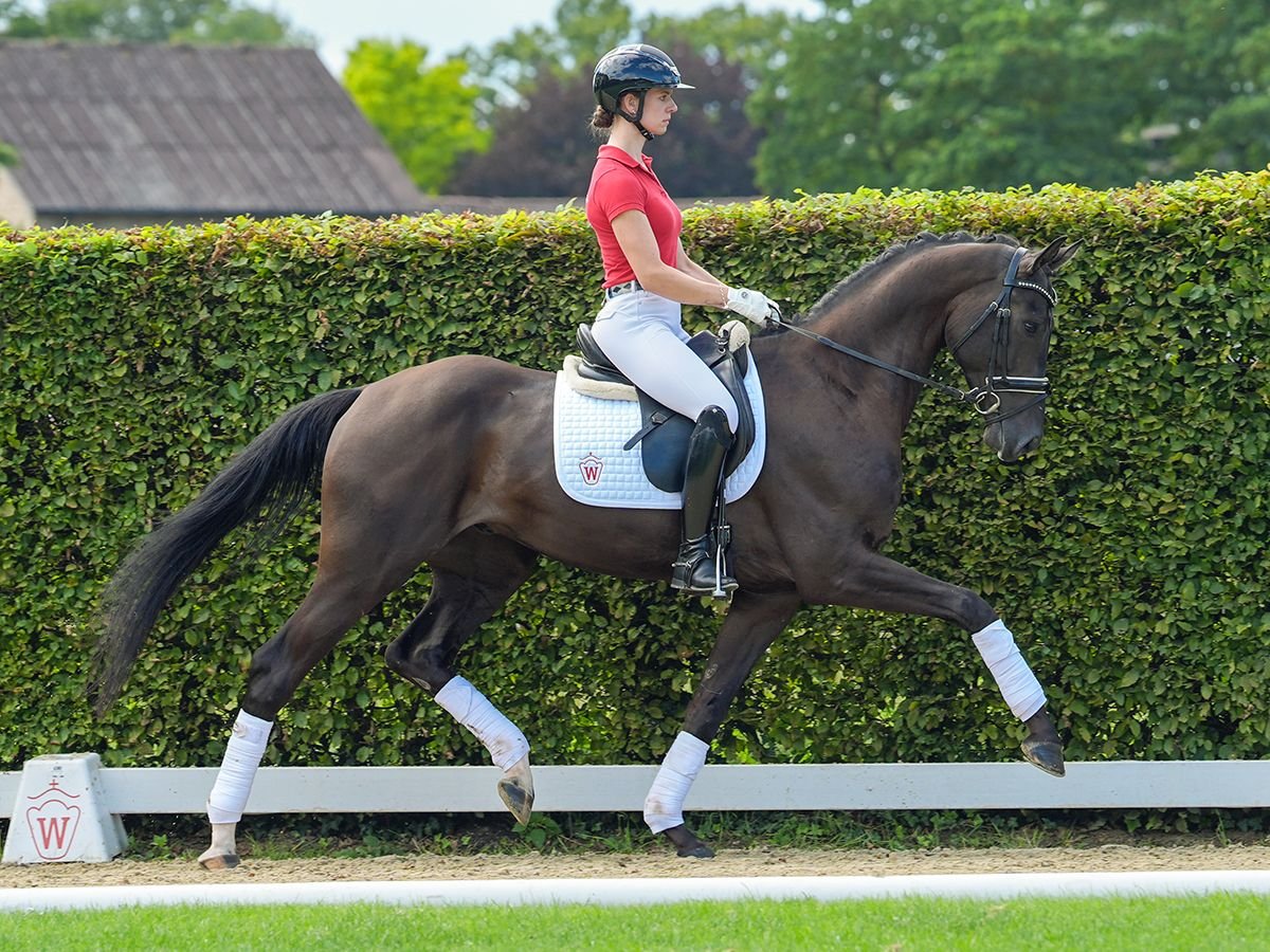 Hanovrien Hongre 4 Ans 166 cm Noir in Münster