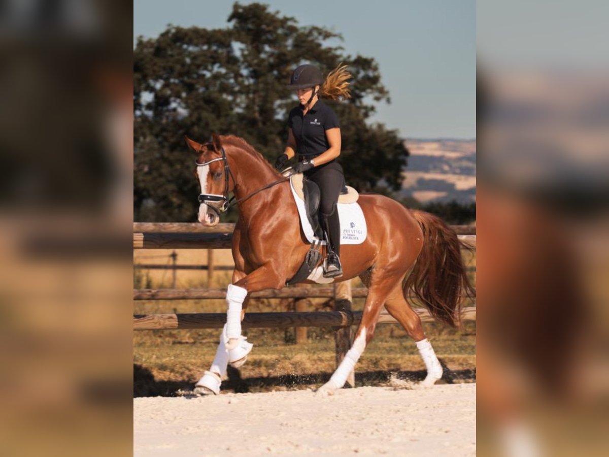 Hanovrien Hongre 4 Ans 167 cm Alezan in montbrison