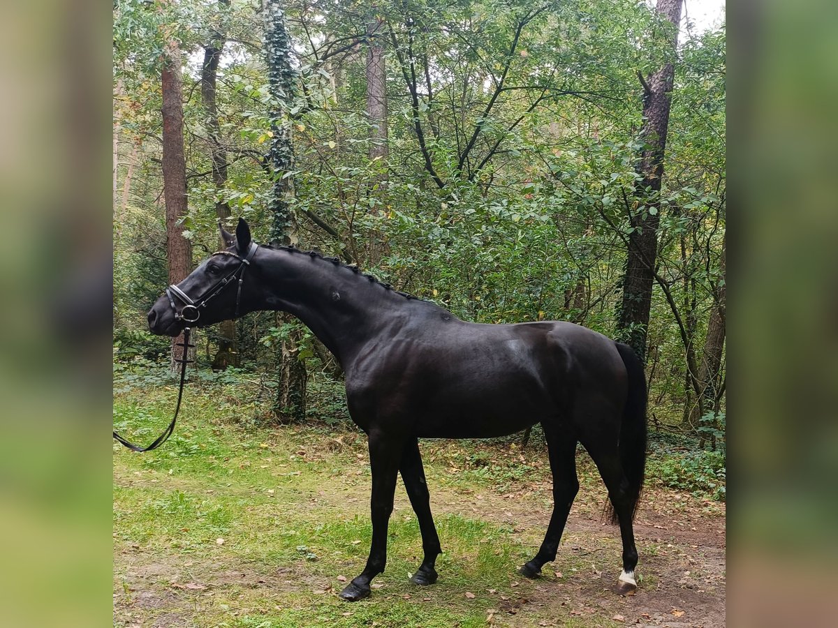 Hanovrien Hongre 4 Ans 167 cm Noir in Barenburg