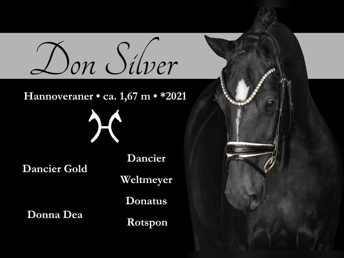 Hanovrien Hongre 4 Ans 167 cm Noir in Wehringen