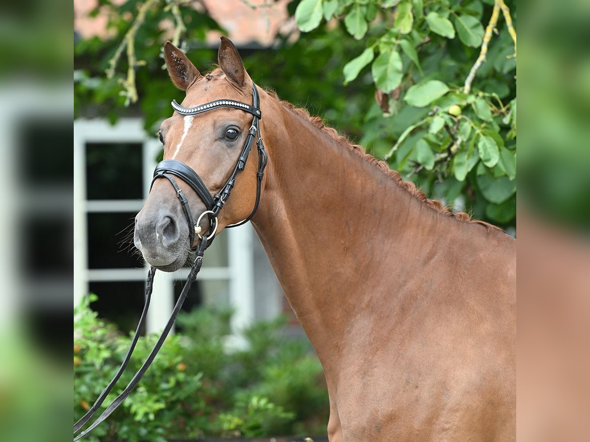 Hanovrien Hongre 4 Ans 168 cm Alezan brûlé in Bad Bevensen