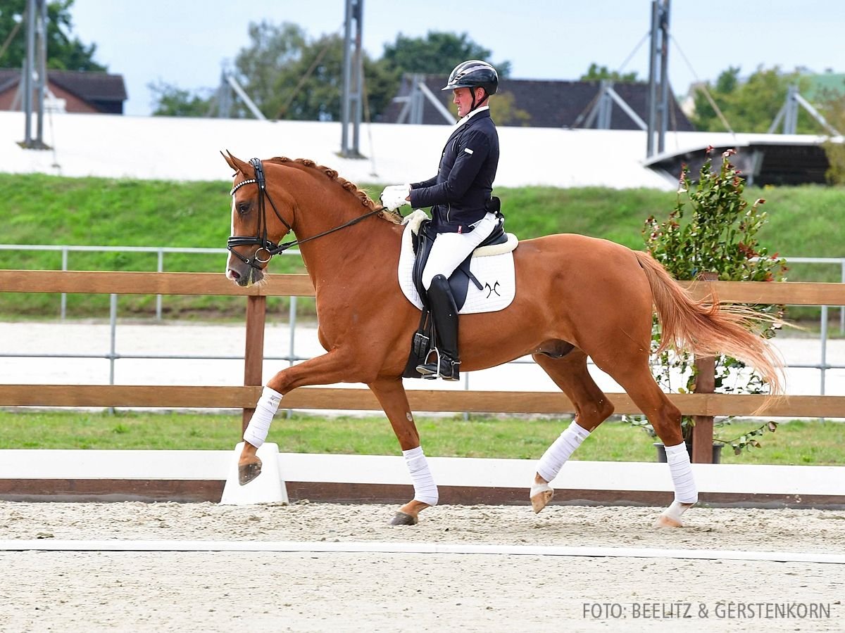 Hanovrien Hongre 4 Ans 168 cm Alezan in Verden