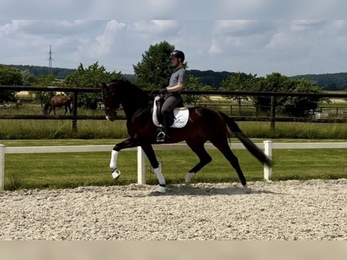 Hanovrien Hongre 4 Ans 168 cm Bai brun in Hannover