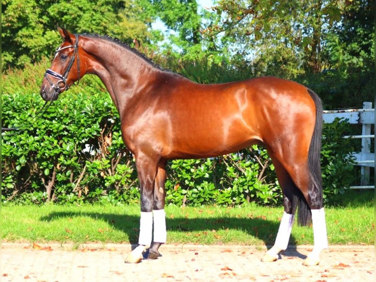 Hanovrien Hongre 4 Ans 168 cm Bai in Selsingen