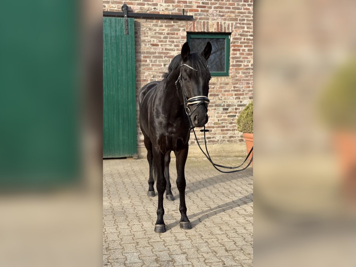 Hanovrien Hongre 4 Ans 168 cm Noir in Düsseldorf