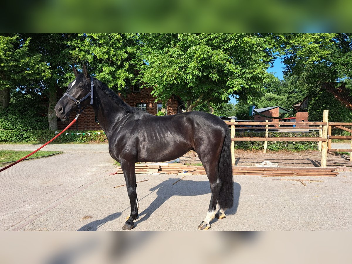 Hanovrien Hongre 4 Ans 169 cm Noir in Achim Hanovrien Hongre 4 Ans 169 cm Noir in Achim