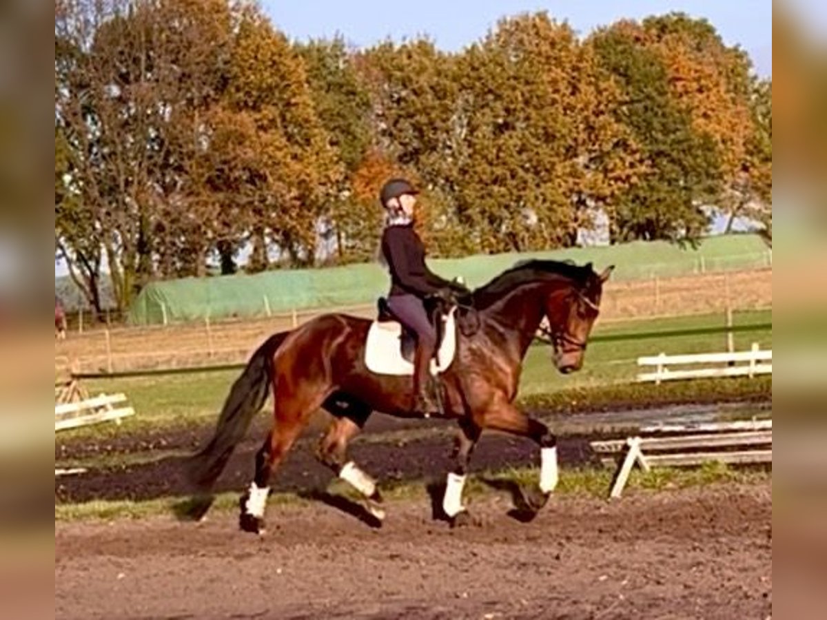 Hanovrien Hongre 4 Ans 170 cm Bai brun in Kirchlinteln